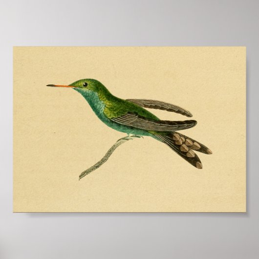 Poster Vintage 1830 Hummingbird Print Turquoise (Devant)