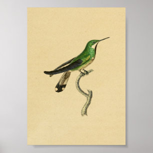 Poster Vintage 1830 Oiseau de colibri en vert