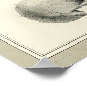 Poster Vintage 1831 Anatomie du crâne humain Imprimer (Coin)