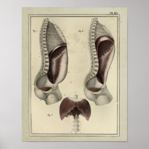 Poster Vintage 1831 Diaphragm Muscle Anatomy Print