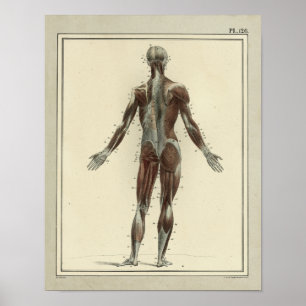 Poster Vintage 1831 Muscles Anatomie postérieure Imprimer