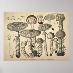 Poster Vintage 1831 Variété de champignons Blanc Brown Im