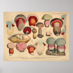 Poster Vintage 1831 Variété de champignons Bleu rouge Imp
