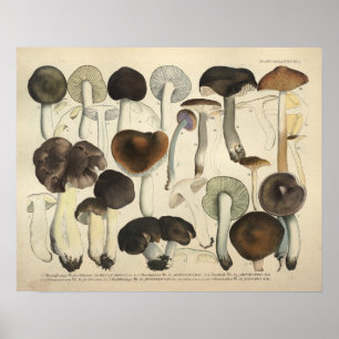 Poster Vintage 1831 Variété de champignons Brown allemand