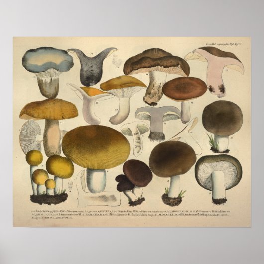 Poster Vintage 1831 Variété de champignons Brown imprimé  (Devant)