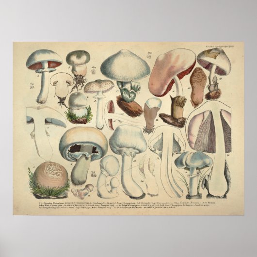 Poster Vintage 1831 Variété de champignons Casquette blan (Devant)