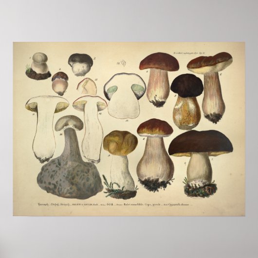 Poster Vintage 1831 Variété de champignons Casquette Brow (Devant)
