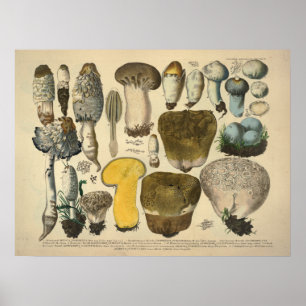 Poster Vintage 1831 Variété de champignons Jaune Brown Im