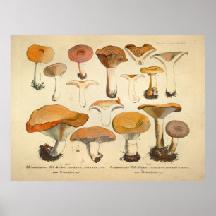 Poster Vintage 1831 Variété de champignons Orange Jaune I