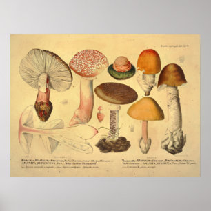 Poster Vintage 1831 Variété de champignons Orange Jaune I
