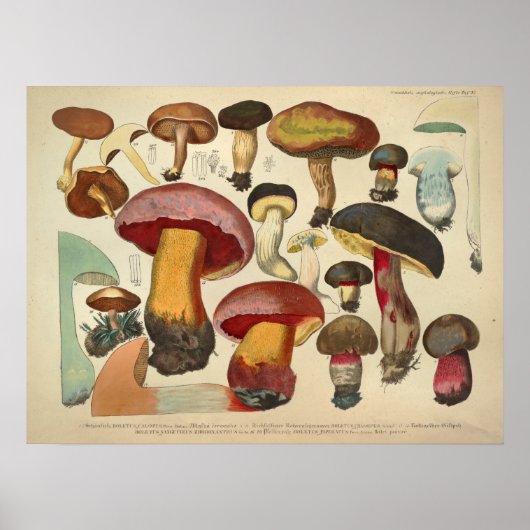 Poster Vintage 1831 Variété de champignons rouge jaune Im (Devant)