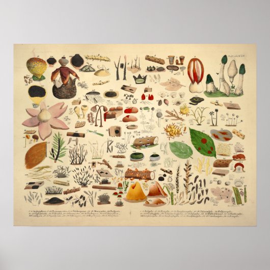 Poster Vintage 1831 Variété de champignons Vert Jaune Imp (Devant)