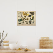 Poster Vintage 1831 Variété de champignons vert jaune Imp (Cuisine)