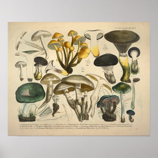 Poster Vintage 1831 Variété de champignons vert jaune Imp (Devant)