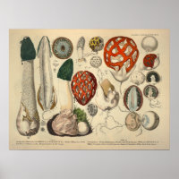 Vintage 1831 Variété de champignons Vert Rouge Imp