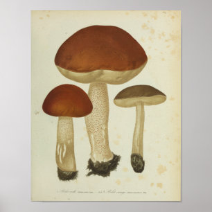 Poster Vintage 1841 Champignons Brown Imprimer