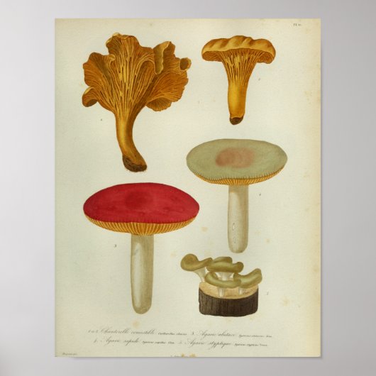 Poster Vintage 1841 Champignons Brown jaunes rouges Art I (Devant)