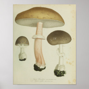 Poster Vintage 1841 Champignons Casquettes Brown Art Impr