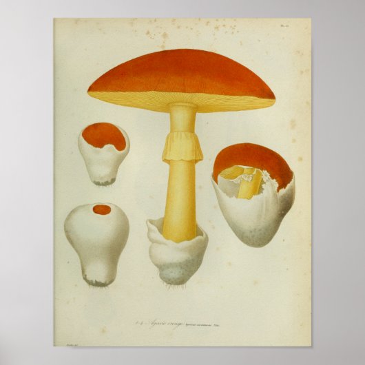 Poster Vintage 1841 Champignons rouges jaunes Art Imprime (Devant)