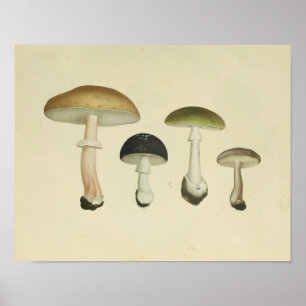 Poster Vintage 1841 Green Brown Mushrooms Art Imprimer