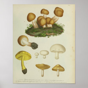 Poster Vintage 1841 Mushrooms Brown Jaunes Imprimer