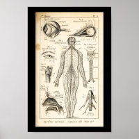 Vintage 1844 Nerves humaines Anatomie Imprimer