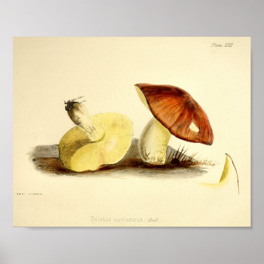 Poster Vintage 1855 Champignons Art Casquette Brown Impri (Devant)