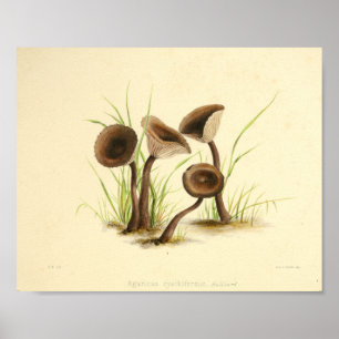 Poster Vintage 1855 Champignons Art Casquette Brown Impri