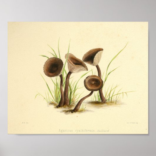 Poster Vintage 1855 Champignons Art Casquette Brown Impri (Devant)