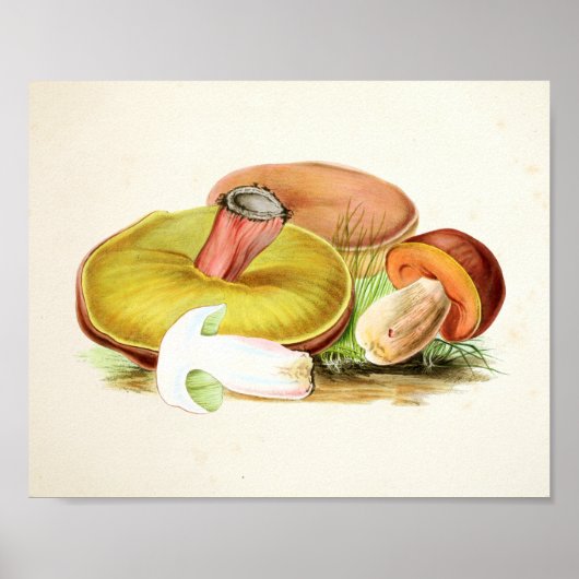 Poster Vintage 1855 Champignons Art Jaune Brown Imprimer (Devant)