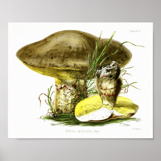 Poster Vintage 1855 Champignons Art Jaune Brown Imprimer (Devant)
