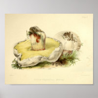 Vintage 1855 Champignons Blanc Casquette Art Impri