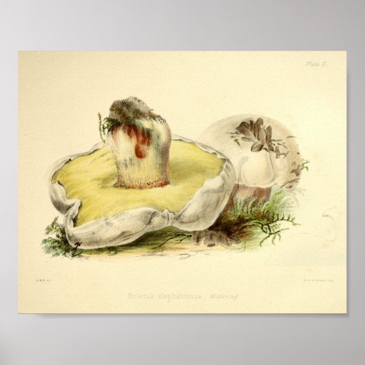 Poster Vintage 1855 Champignons Blanc Casquette Art Impri (Devant)