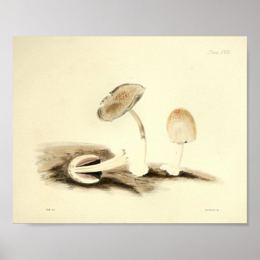 Poster Vintage 1855 Champignons Brown Art blanc Imprimer (Devant)