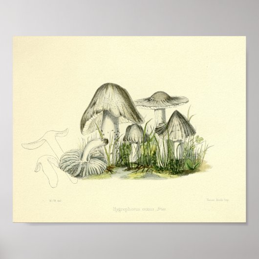 Poster Vintage 1855 Champignons Brown Art blanc Imprimer (Devant)