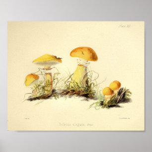 Poster Vintage 1855 Champignons Jaune Casquette Art Impri
