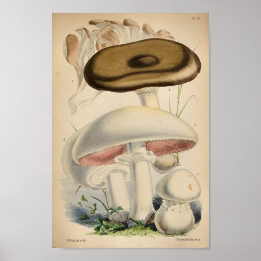 Poster Vintage 1863 Champignons blancs Brown Art (Devant)