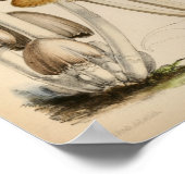 Poster Vintage 1863 Champignons Casquettes blancs Brown A (Coin)