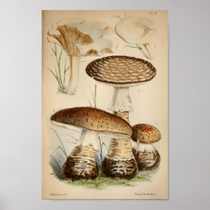 Poster Vintage 1863 Champignons Casquettes blancs Brown A