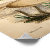 Poster Vintage 1863 Common White Mushrooms Art Print (Coin)