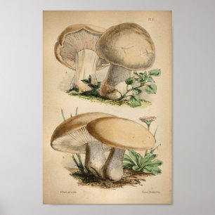 Poster Vintage 1863 Common White Mushrooms Art Print