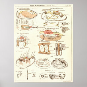 Poster Vintage 1881 Anatomie des moules d'eau douce Impri