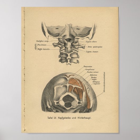 Poster Vintage 1888 Allemand Anatomie Imprimé Cervical Sp (Devant)