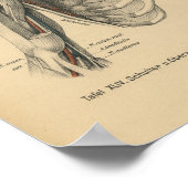 Poster Vintage 1888 Allemand Anatomie Imprimer Bras d'épa (Coin)