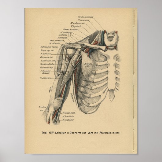Poster Vintage 1888 Allemand Anatomie Imprimer Bras d'épa (Devant)