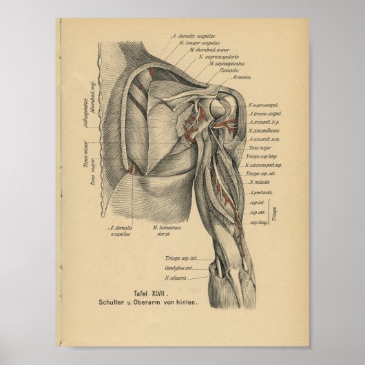 Poster Vintage 1888 Allemand Anatomie Imprimer Bras d'épa (Devant)