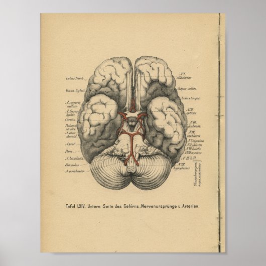 Poster Vintage 1888 Allemand Anatomie Imprimer Cerveau (Devant)