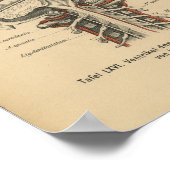 Poster Vintage 1888 Allemand Anatomie Imprimer Cerveau cr (Coin)