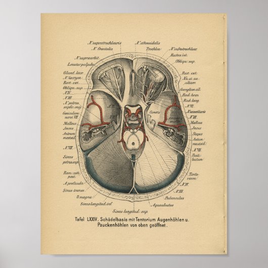Poster Vintage 1888 Allemand Anatomie Imprimer les yeux d (Devant)