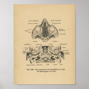 Poster Vintage 1888 Allemand Anatomie Imprimer les yeux d